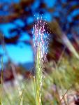 Foxtail Barley