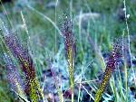 Foxtail Barley