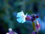 White Campion