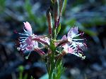 Scarlet Gaura