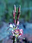 Scarlet Gaura