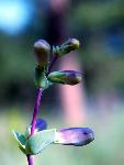 Shell-leaf Penstemon