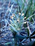 Breadroot Scurfpea