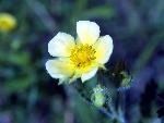 Sagebrush Buttercup