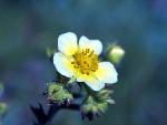 Sagebrush Buttercup
