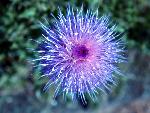 Wavyleaf Thistle