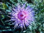 Wavyleaf Thistle