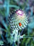 Wavyleaf Thistle