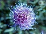 Wavyleaf Thistle