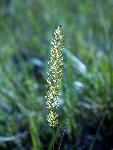 Junegrass