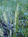 Junegrass