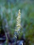 Junegrass