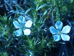 Hood's Phlox