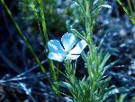 Hood's Phlox