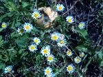 Trailing Fleabane