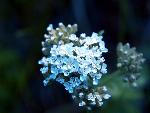Common Yarrow