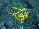 Prairie Groundsel