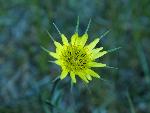 Western Salsify