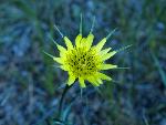 Western Salsify