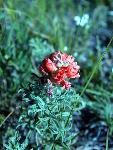 Scarlet Globemallow