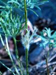 Pasqueflower Stem