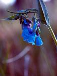 Lanceleaf Bluebells