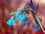Lanceleaf Bluebells
