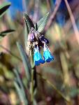 Lanceleaf Bluebells