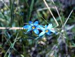 Mountain Blue-Eyed Grass