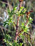 Rose Stem