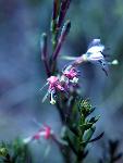 Fireweed