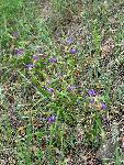 Bracted Spiderwort