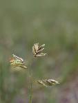 Buffalograss