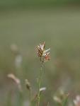 Buffalograss