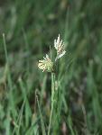 Buffalograss