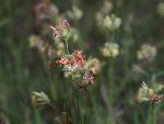 Buffalograss