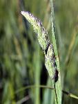 Marsh Muhly