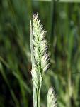 Marsh Muhly
