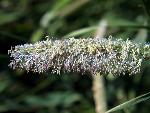 Marsh Muhly