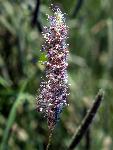 Marsh Muhly