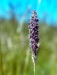 Marsh Muhly