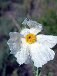 Bluestem Pricklypoppy