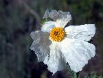 Bluestem Pricklypoppy