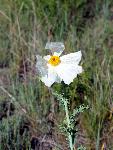 Bluestem Pricklypoppy