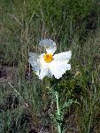 Bluestem Pricklypoppy