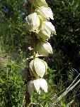 Yucca