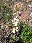 Yucca