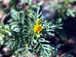 Fetid Marigold