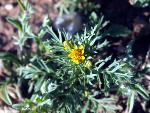 Fetid Marigold