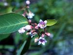 Spreading Dogbane
